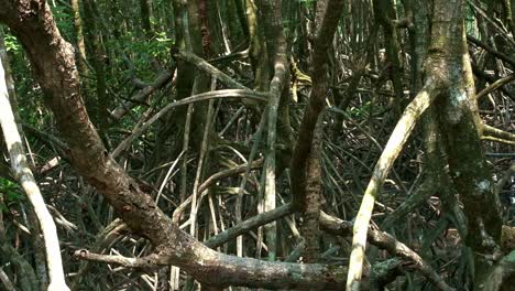 Pan-up-shot-of-Mangrove-plant-root-structure