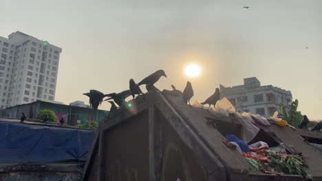 crows-perch-and-fly-in-the-garbage-bin