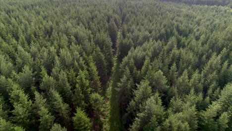 Aerial-view-of-nature-path-leading-through-coniferous