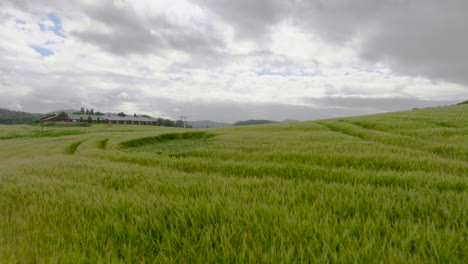 Landwirtschaftliches-Feld-Mit-Grünen-Unreifen-Weizenernten-Nachhaltig