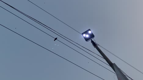 Cuervo-Negro-Posado-Sobre-Cables-Eléctricos-Bajo-Electricidad