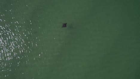 View-From-Above-Of-A-Manta-Ray-Under
