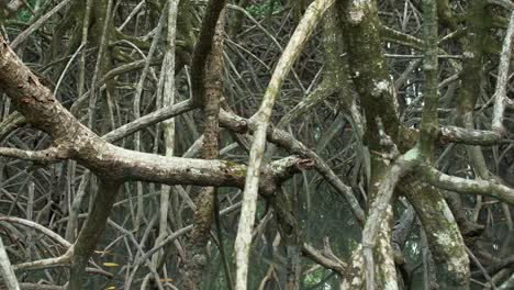 Mangrovenwald-Wurzelsystem-In-Tropischen-Gewässern