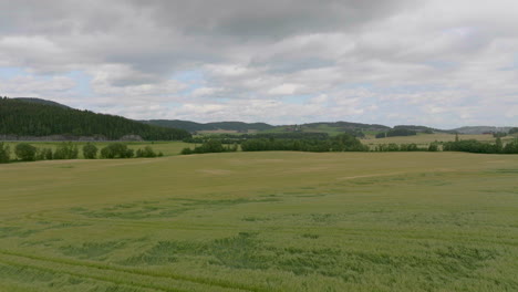 Vast-Agricultural-Landscape-Of-Wheat-Crops-With-Forest