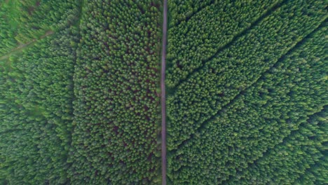 Straight-path-leading-through-a-green-coniferous-forest