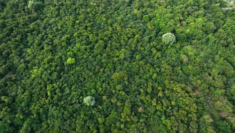 Wide-aerial-birdseye-view-of-the-forest-canopy