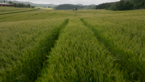 Rows-In-Rural-Farming-With-Wheat-Field-Crops