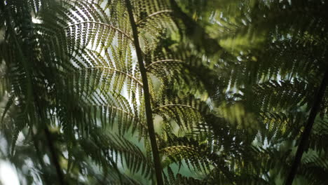 Close-up-of-underside-of-fern-leaves-backlit