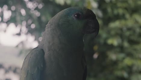 Frontal-View-Of-A-Festive-Amazon-Parrot-In