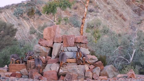 Establishing-Shot-of-Wallaby-family-on-rocks-ring-tailed