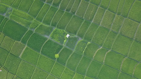 Food-production-Aerial-view-of-lush-green-rice