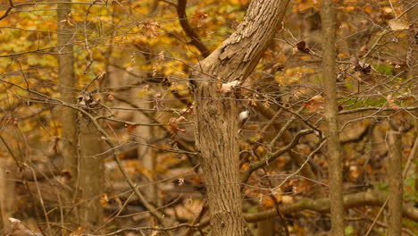 yellow-bushbird-on-treetrunk-closeup