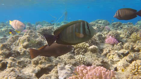 Close-up-of-Sailfin-tang-tropical-fish-swim