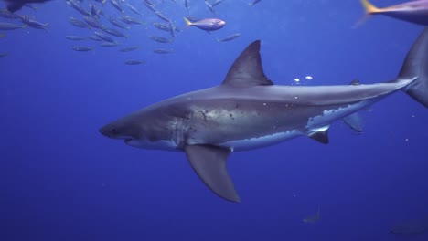 Tracking-shot-of-a-great-white-shark-circling