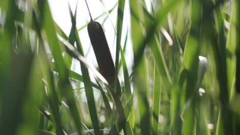 Bulrush-pond-reeds-close-up-back-lit-by