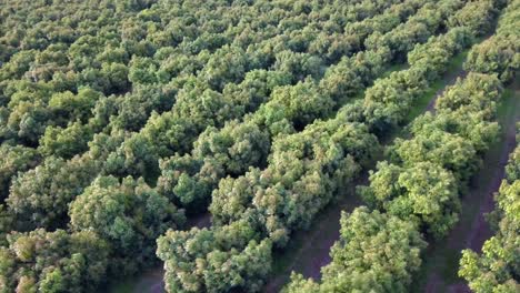 Drone-View-Flying-Above-Orchard-Rows-of-Trees
