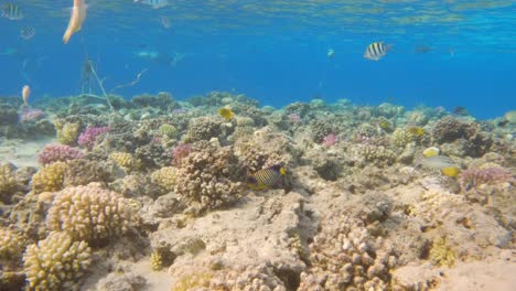 Multicolored-exotic-fish-swim-in-a-coral-reef