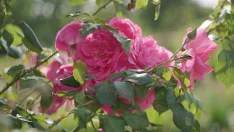 Rosas-Inglesas-Rosadas-Retroiluminadas-Que-Soplan-En-El