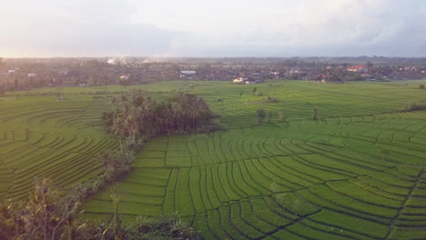 Aerial-contour-lines-Terraced-green-rice-field-in