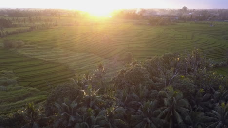 Rising-sunrise-aerial-reveals-terraced-green-rice-paddy