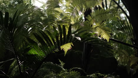 Backlit-ferns-dripping-with-water
