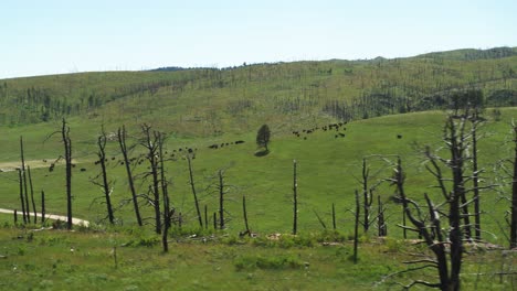 Bison-grazing-on-a-hill-at-the-South