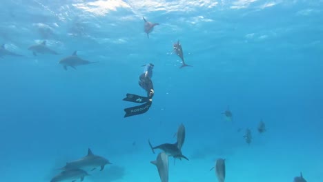 Diver-snorkeling-with-Dolphins-pod-undersea-blue-blue