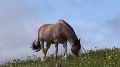 Ein-Schönes-Pferd,-Das-Hinter-Einem-Außergewöhnlichen-Weidet