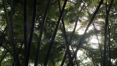 Anamorphic-sunlight-flares-through-large-black-tree-ferns