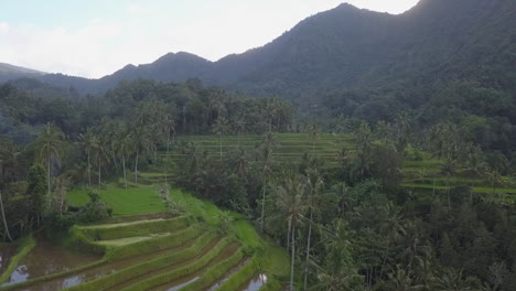 Bali-hillside-terraces-are-flooded-for-rice-production