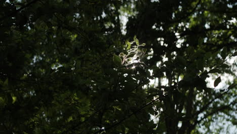 Anamorphotisches-Aufflackern-Durch-Sonnenlicht,-Das-Durch-Die-Bäume-Fällt