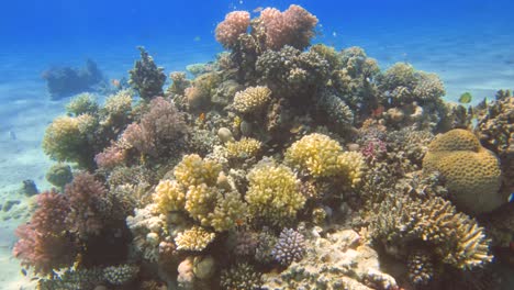 Vibrant-coral-garden-reef-with-tropical-fish-wide