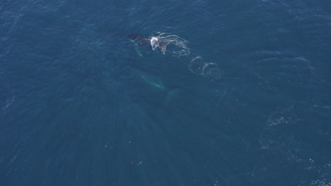 Luftbild-Eines-Schwimmenden-Buckelwals-Und