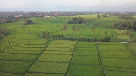 Aerial-view-of-vibrant-green-rice-fields-food