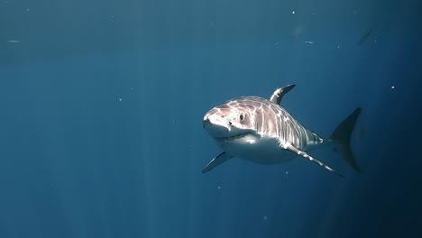 Great-white-shark-with-scars-appears-from-dark