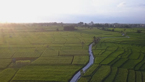 Sunrise-flyover-of-extensive-Padang-Linjong-Rice-Field