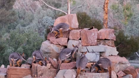 Yellow-footed-rock-wallaby-searching-for-food-on-red-rocks