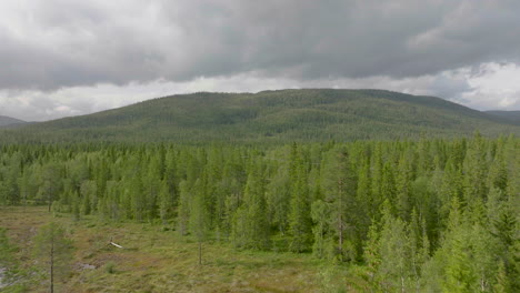 Young-Spruce-Trees-Growing-In-Dense-Forest-Of