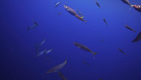 Kamerafahrt-Von-Friedlich-Schwimmenden-Weißen-Haien