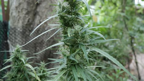 Cáñamo-Cannabis-Brote-Planta-Floreciente-Hembra-Marihuana-Flor