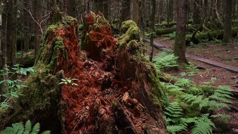A-decaying-tree-stump-in-the-forest-covered