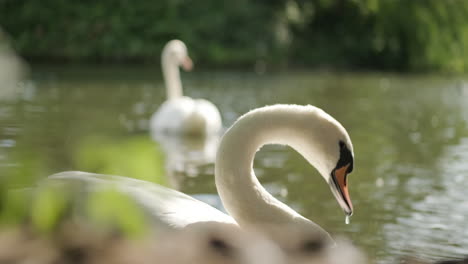 Close-up-of-a-swan-shaking-its-head