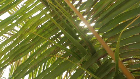Palmenkokospalmenblätter-Mit-Sonnenschein-Im-Sommer