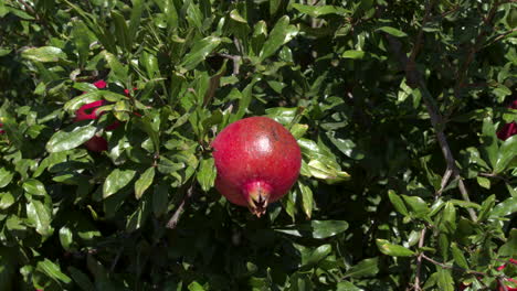 a-ripe-red-pomegranate-among-the-green-leaves