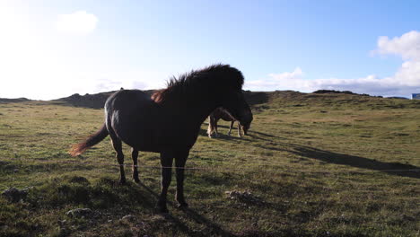 Zwei-Majestätische-Islandpferde-Stehen-Im-Freien