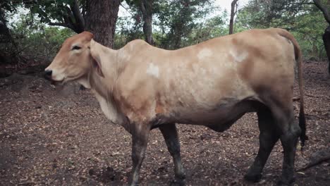 Sideview-of-beige-cow-eating-in-a-forest