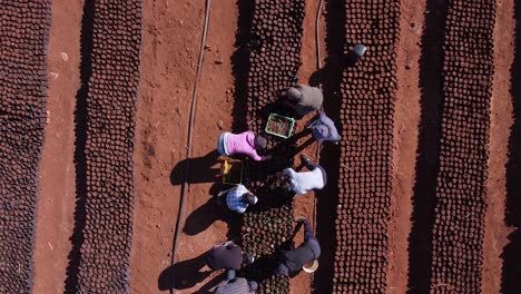 Drone-video-of-farmers-preparing-the-pots-for