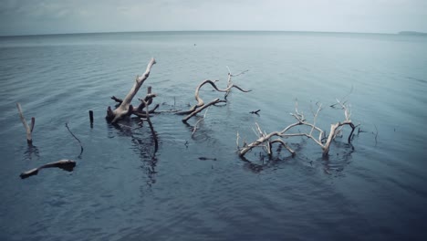 Tree-branches-lying-in-the-water-of-a