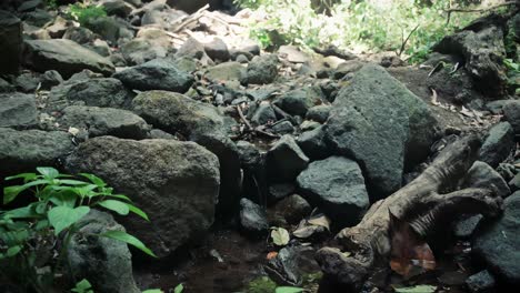 A-small-stream-in-the-jungle-in-Nicaragua