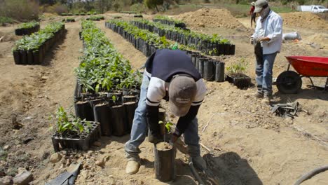 Footage-of-farmers-transplanting-and-preparing-the-avocado